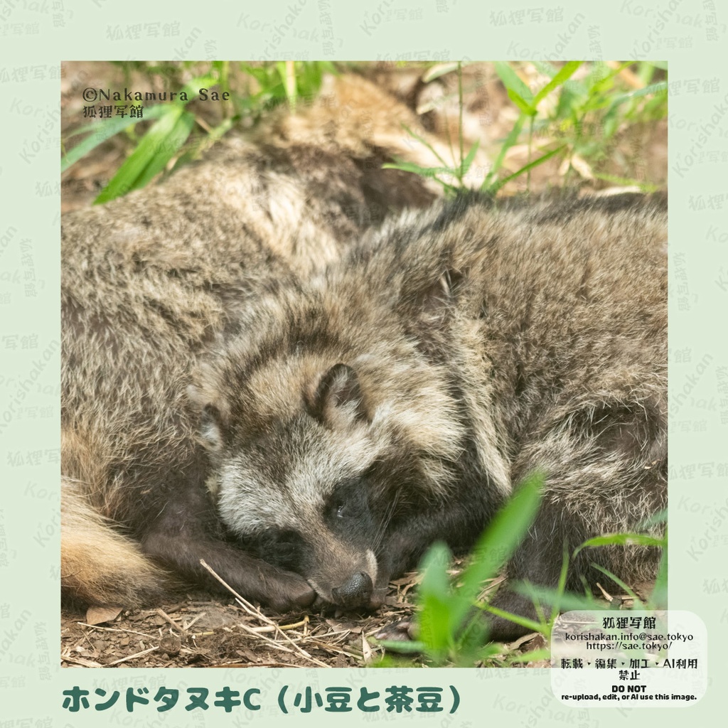 動物写真めがねふき(2023年ズーラシアフェス)