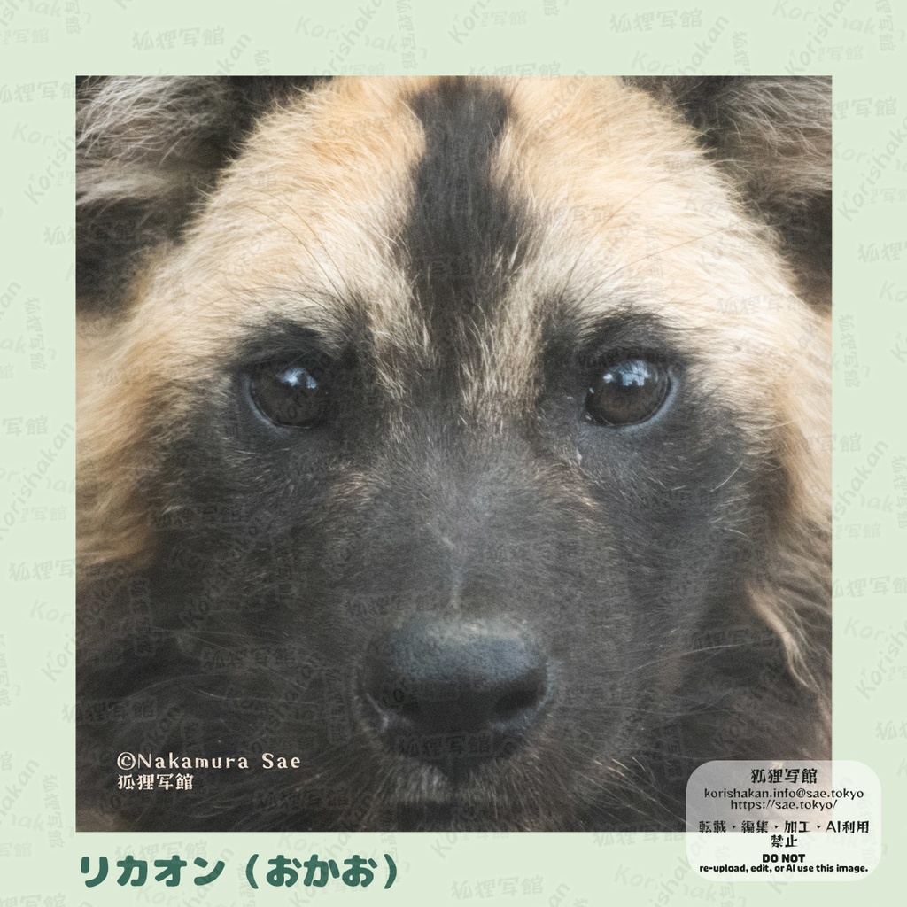 動物写真めがねふき(2023年ズーラシアフェス)