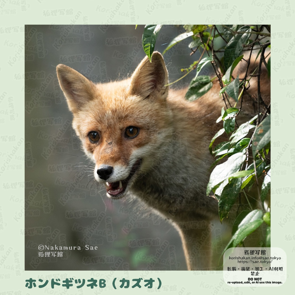 動物写真めがねふき(2023年ズーラシアフェス)