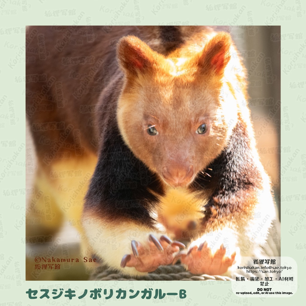 動物写真めがねふき(2023年ズーラシアフェス)