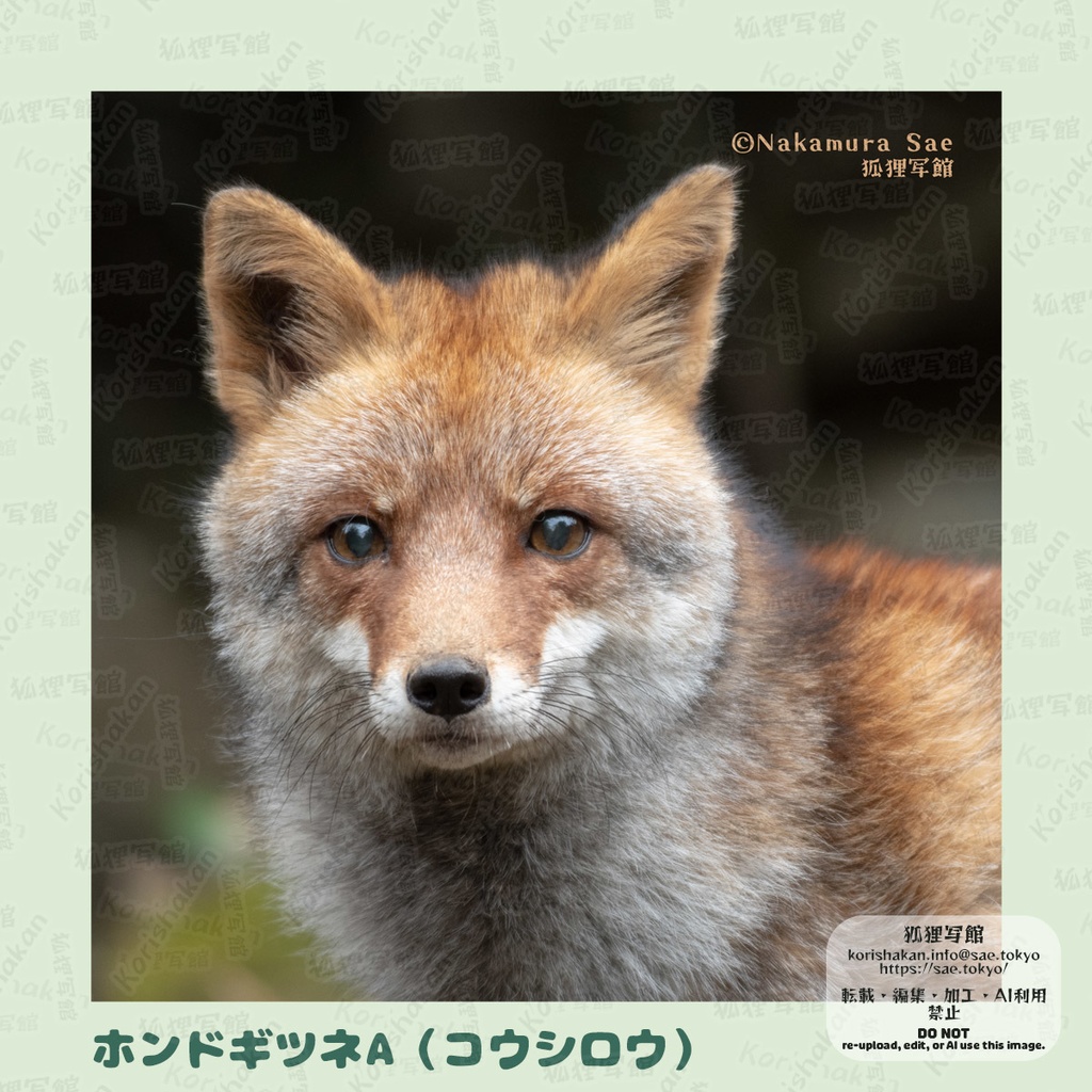 動物写真めがねふき(2023年ズーラシアフェス)