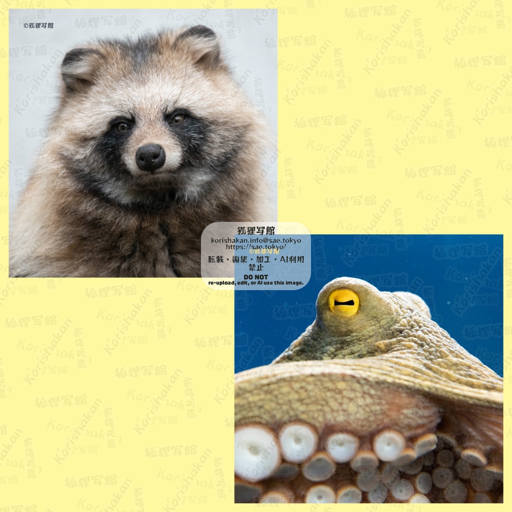 動物写真めがねふき（タヌキ＆マダコ）