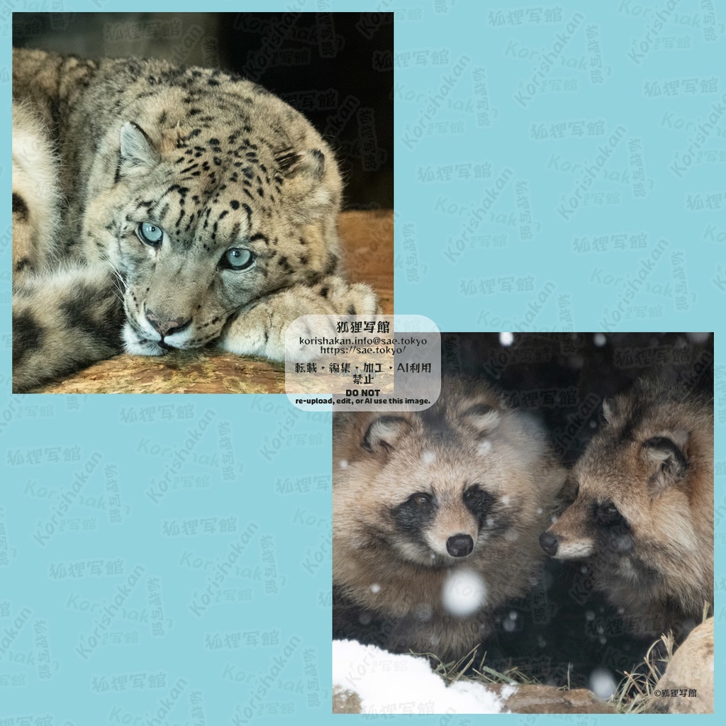 動物写真めがねふき（2025年2月）