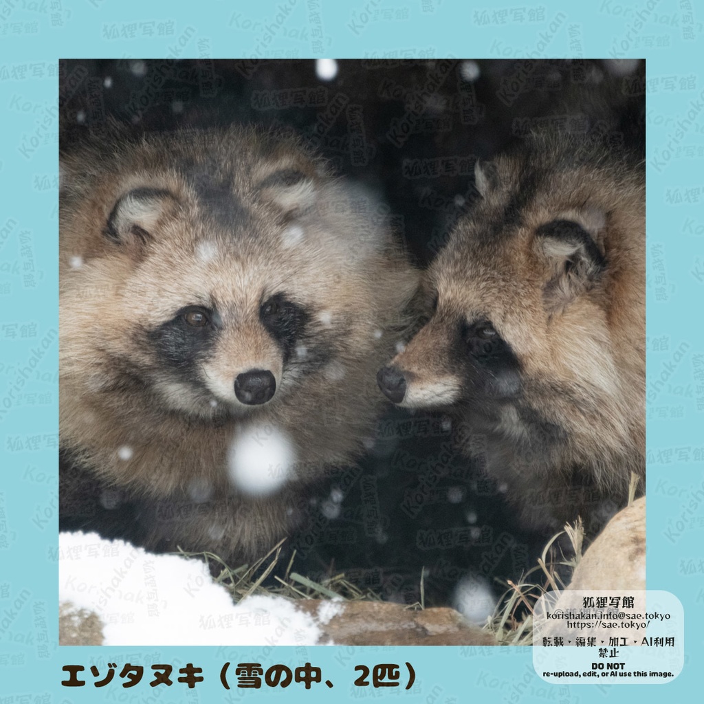 動物写真めがねふき(2025年2月)