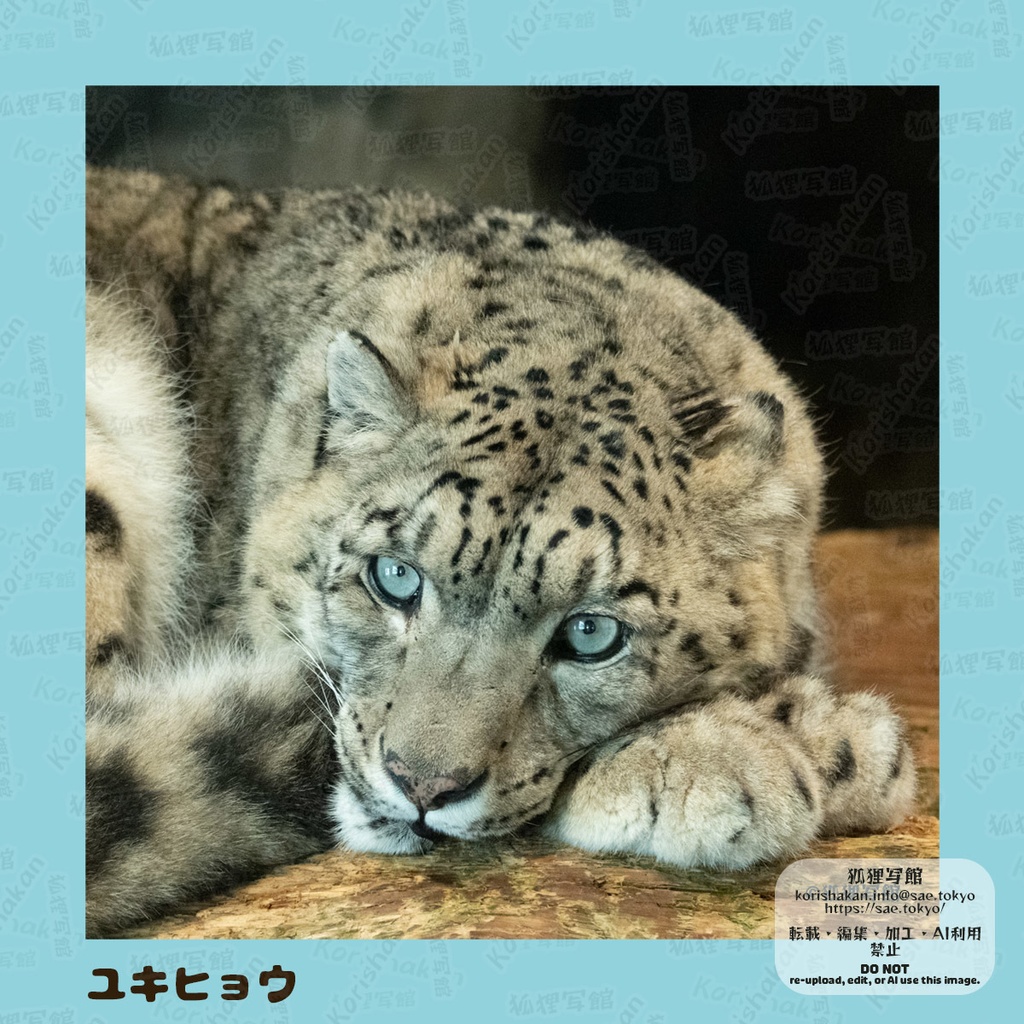 動物写真めがねふき(2025年2月)