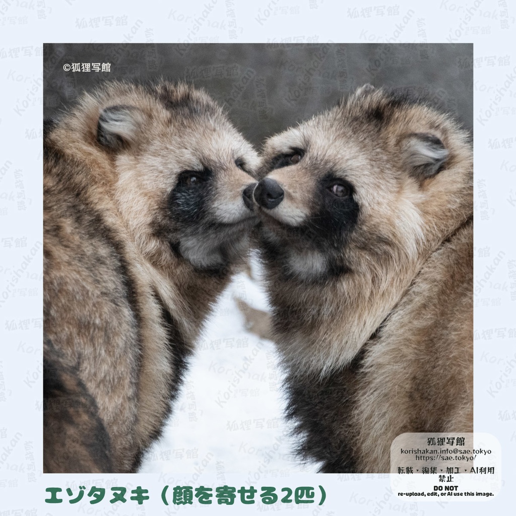動物写真めがねふき(2025年3月)