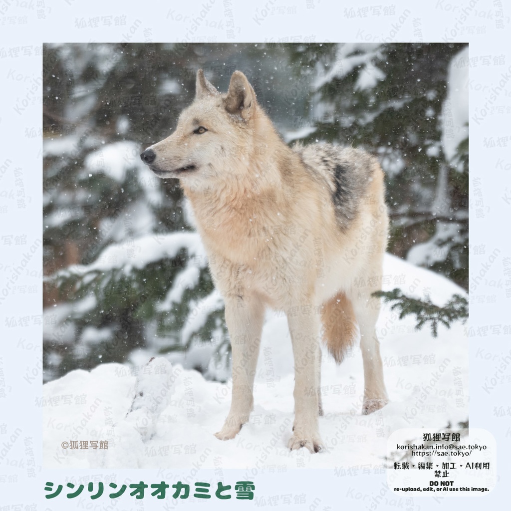 動物写真めがねふき(2025年3月)