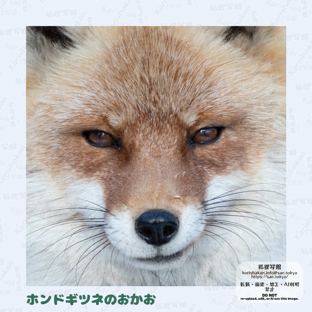 動物写真めがねふき(2025年3月)