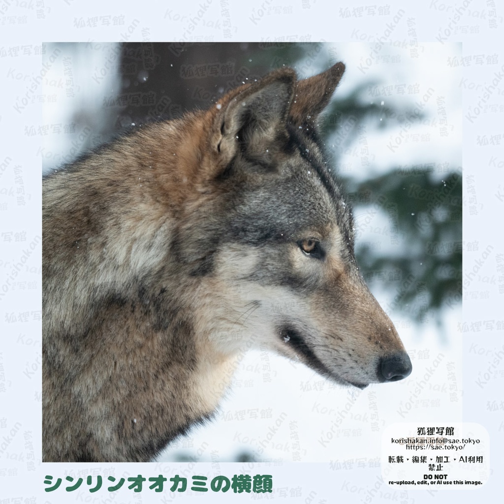 動物写真めがねふき(2025年3月)