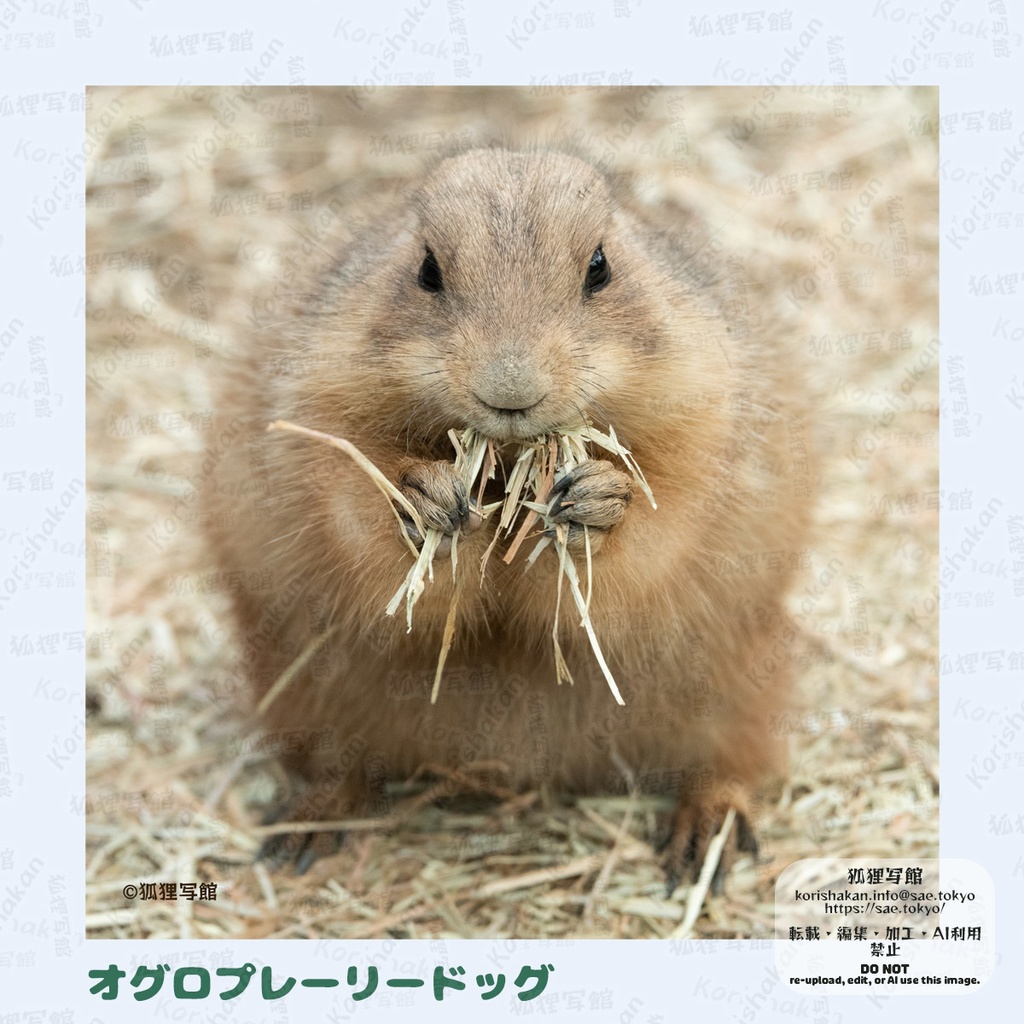 動物写真めがねふき(2025年3月)