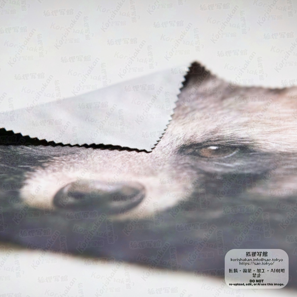 動物写真めがねふき(2025年3月)