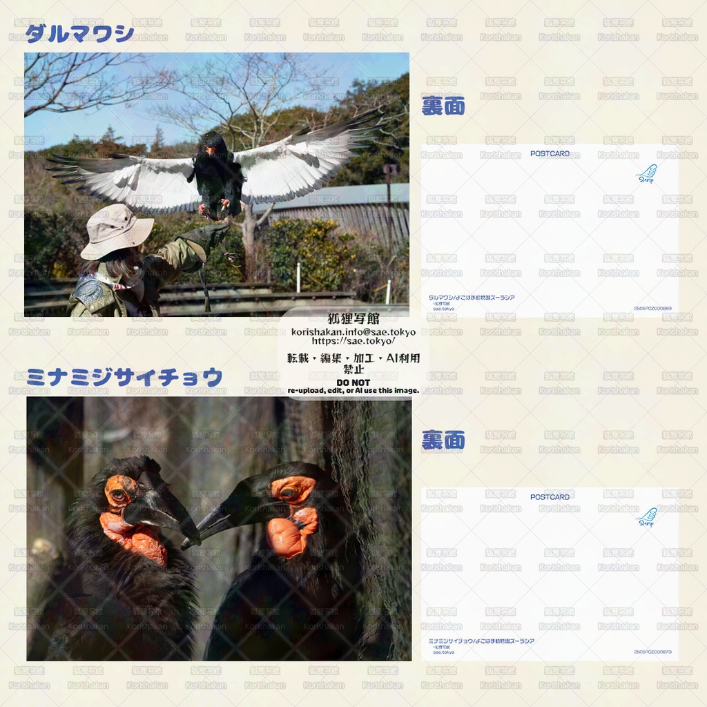 鳥写真ポストカード(2025年5月とりてん)