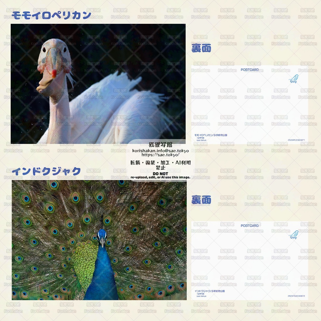 鳥写真ポストカード(2025年5月とりてん)