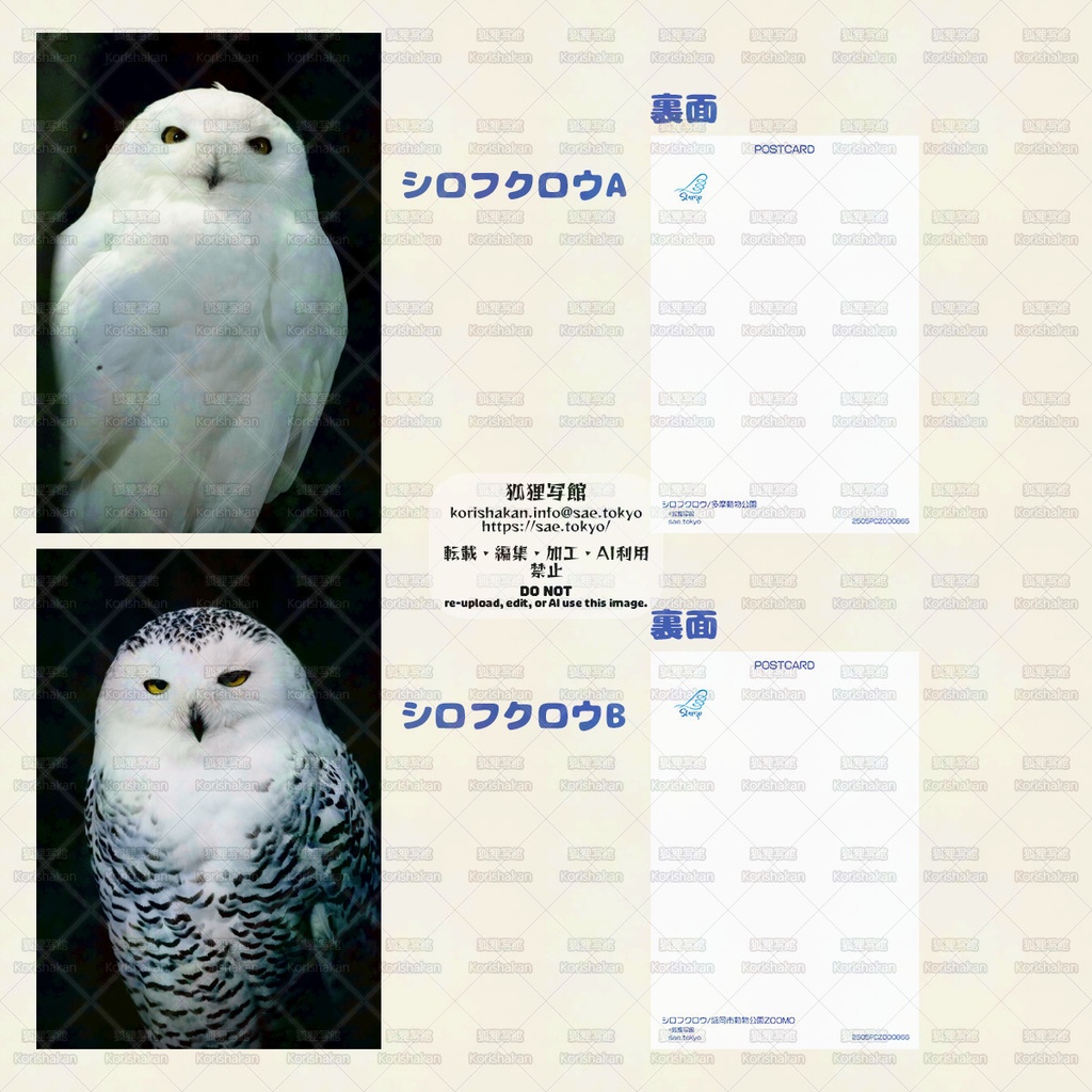 鳥写真ポストカード(2025年5月とりてん)