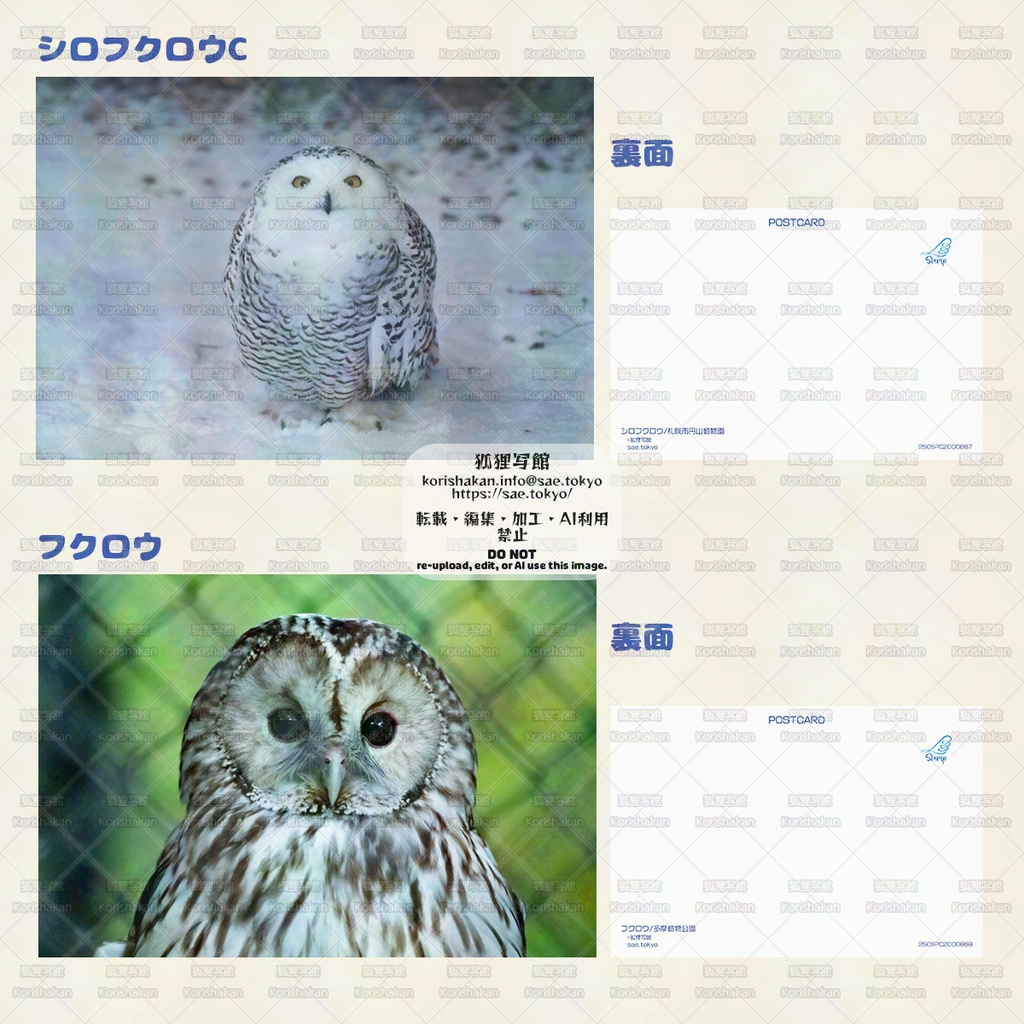 鳥写真ポストカード(2025年5月とりてん)