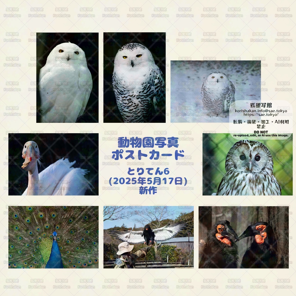 鳥写真ポストカード（2025年5月とりてん）