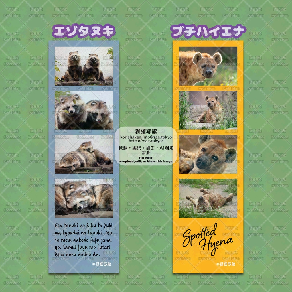 クリアしおり(エゾタヌキ&ブチハイエナ)
