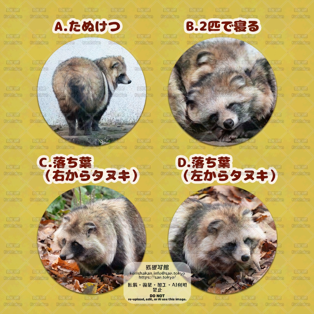 エゾタヌキの缶バッジ(2025秋)