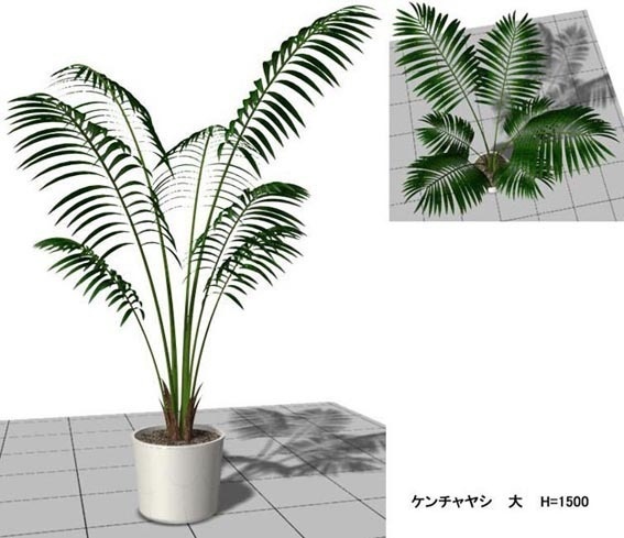ケンチャヤシ鉢植 VW v10～v12.5・VW2014