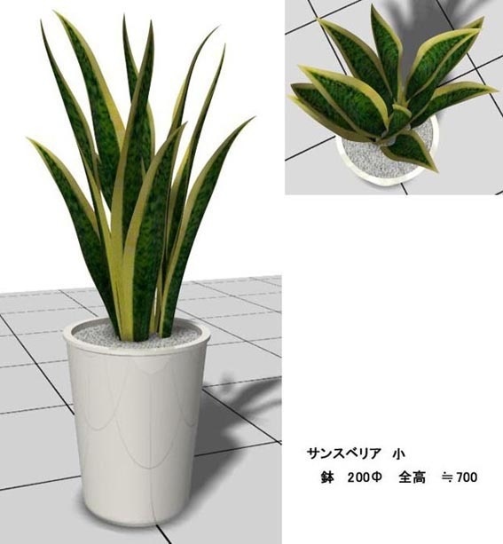 サンスベリア 小 VW v10～v12.5・VW2014