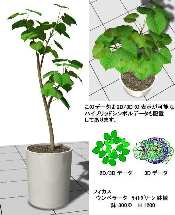 VW ﾌｨｶｽ ｳﾝﾍﾞﾗｰﾀ 鉢植 v10～v12.5 / vw2014