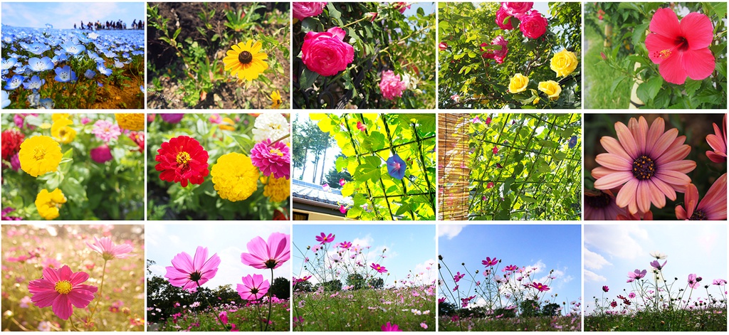 写真素材集02 フラワーシャワー