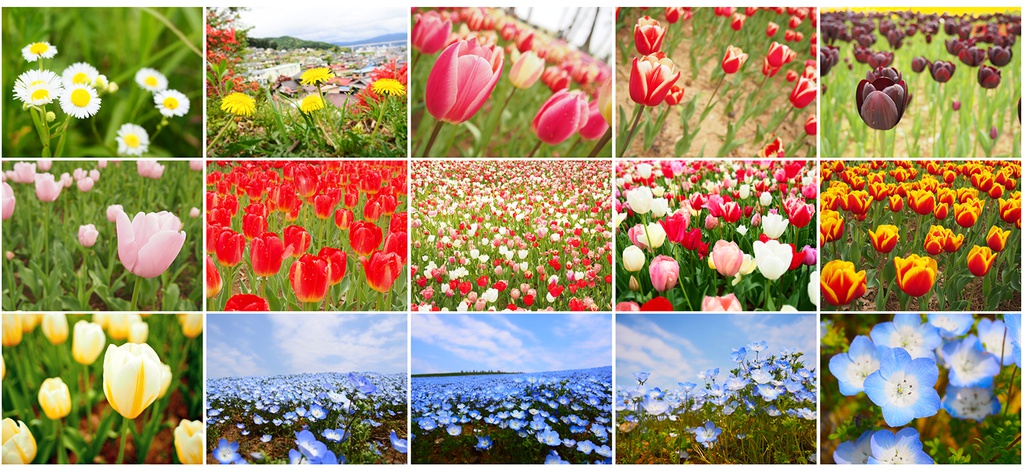 写真素材集02 フラワーシャワー