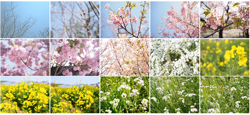 写真素材集02 フラワーシャワー