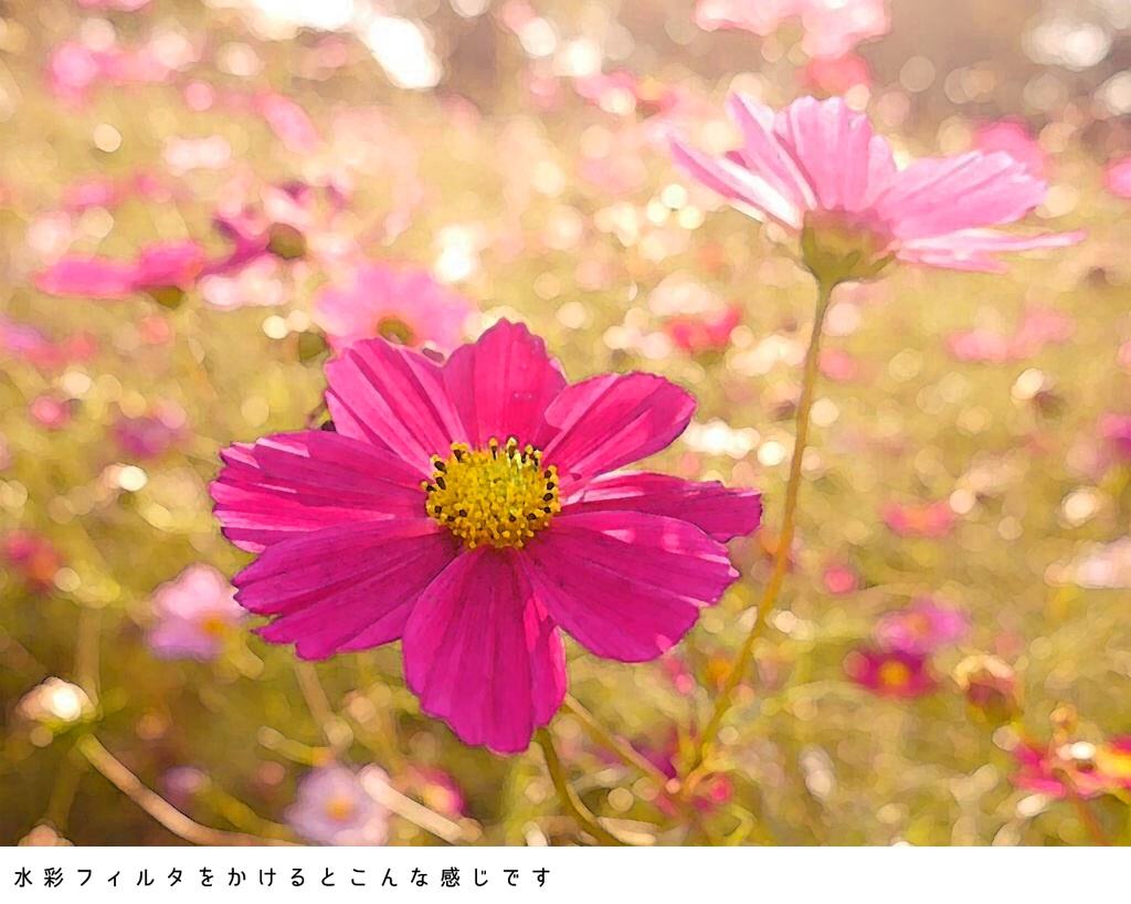 写真素材集02 フラワーシャワー