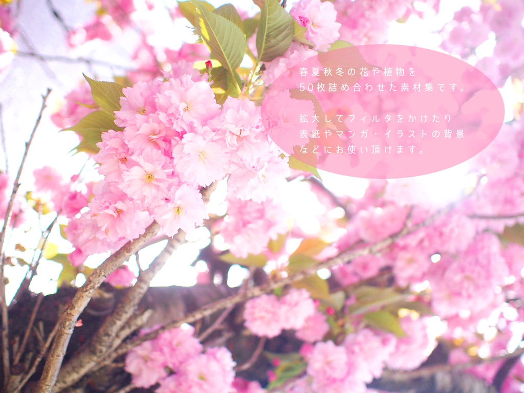 写真素材集02 フラワーシャワー