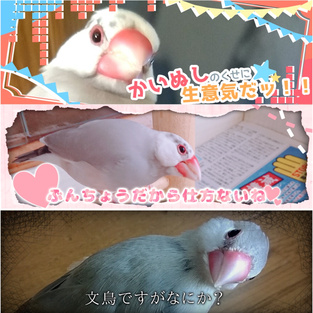 【文鳥向け】Xヘッダーフレーム【文鳥はかわいい】