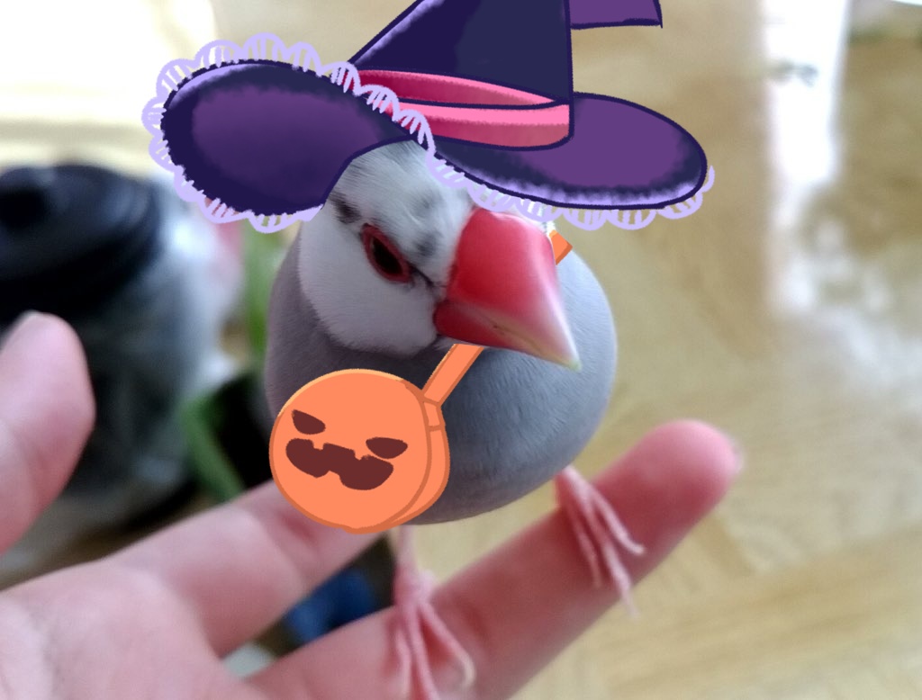 文鳥さん向けきせかえセット