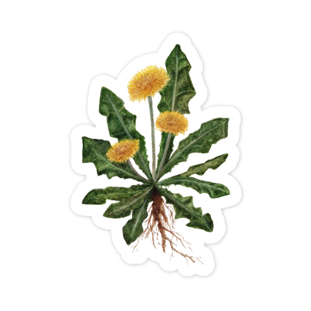 水彩画 たんぽぽ スマホステッカー