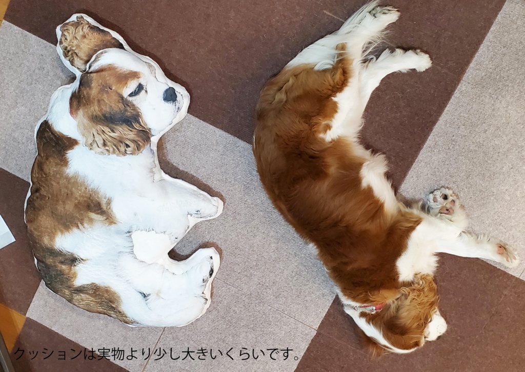 こむぎさんと一緒にお昼寝できるクッション!