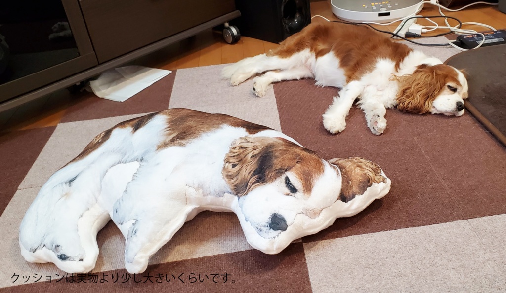 こむぎさんと一緒にお昼寝できるクッション!