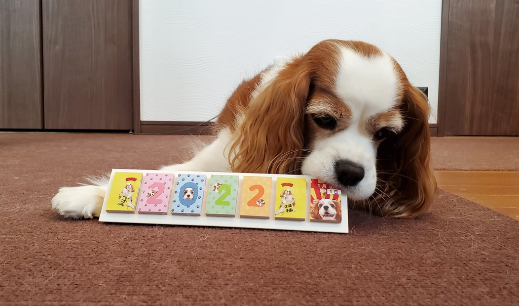 365日毎日こむぎさんに会える付箋タイプの日めくりカレンダー