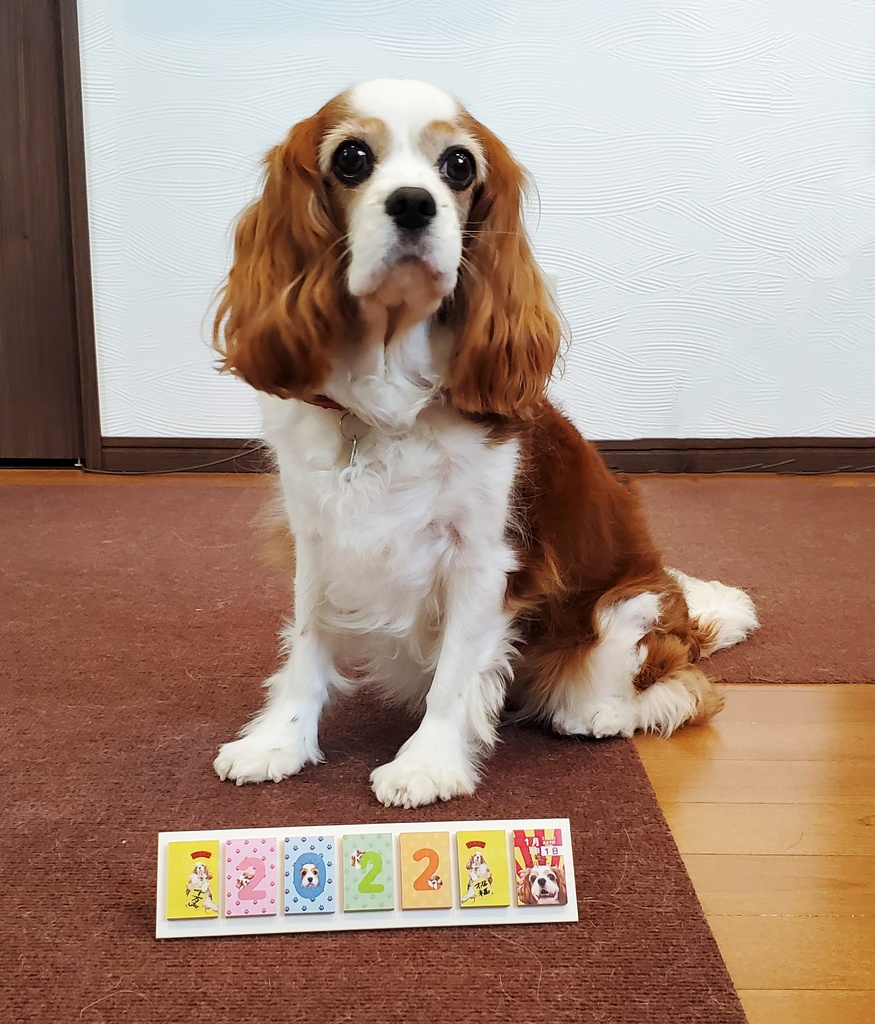 365日毎日こむぎさんに会える付箋タイプの日めくりカレンダー