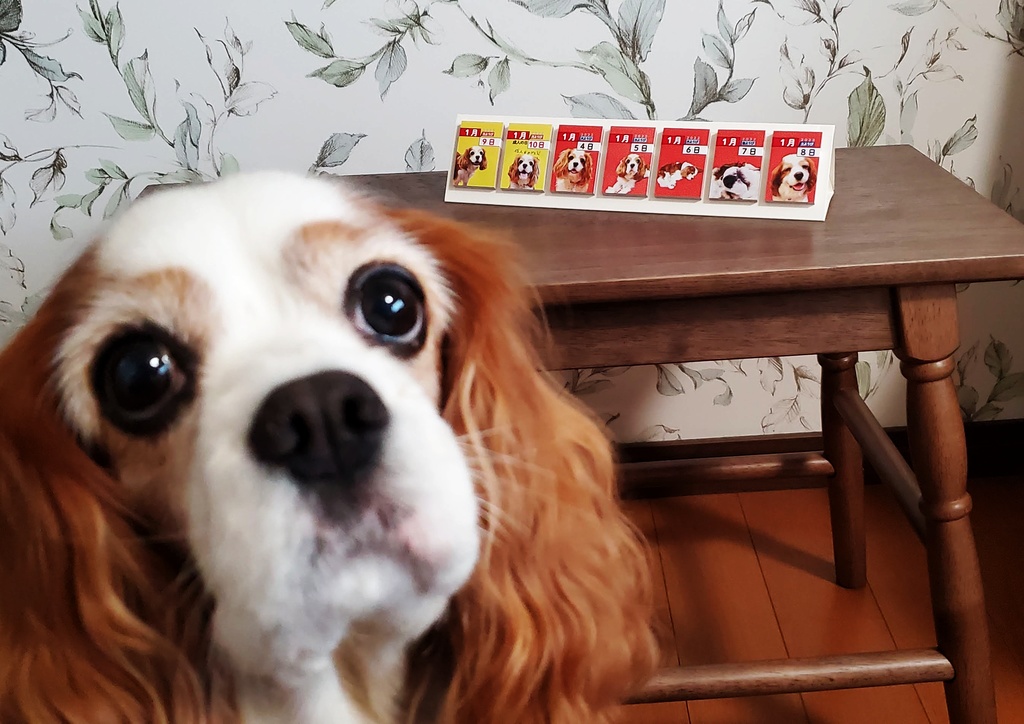 365日毎日こむぎさんに会える付箋タイプの日めくりカレンダー