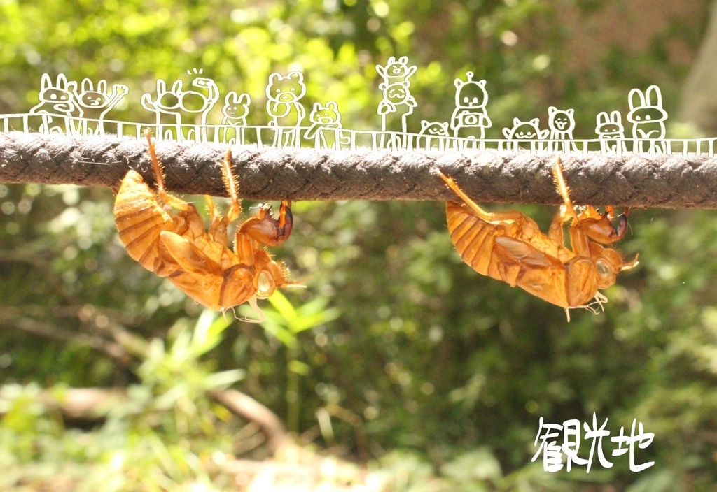 写真とらくがき/ポストカード