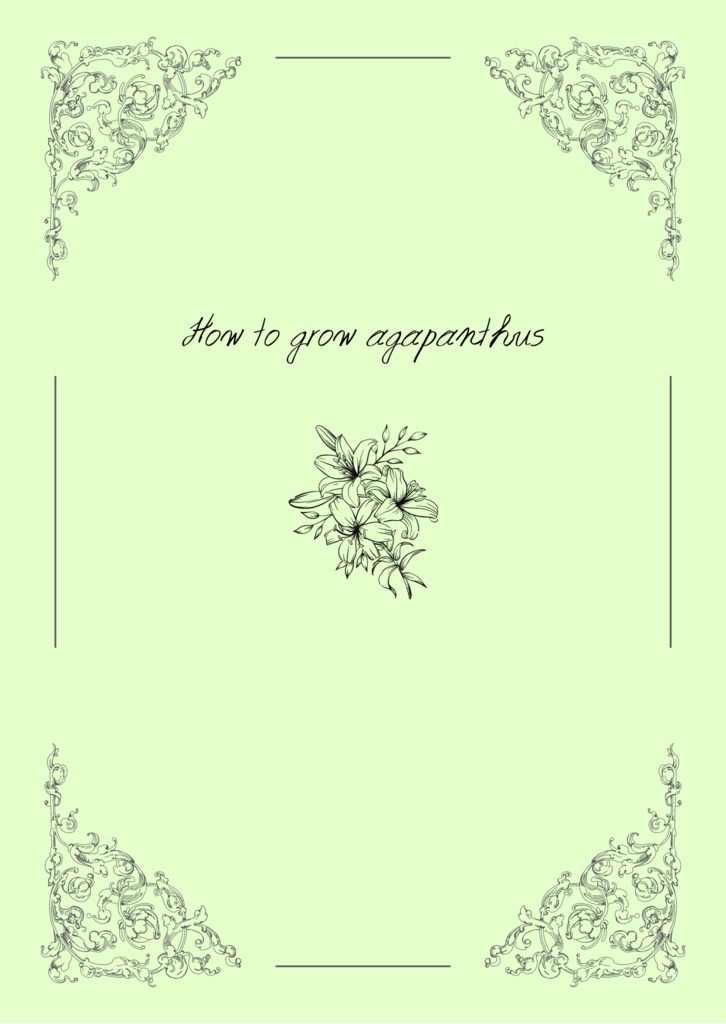 How to grow agapanthus