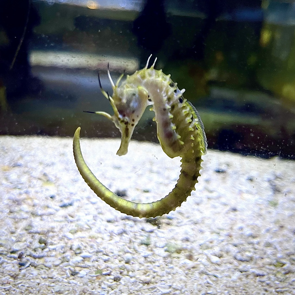 ポットベリーシーホース(01)