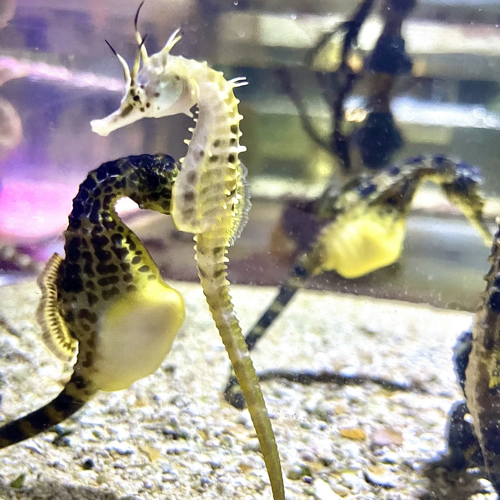 ポットベリーシーホース(03)