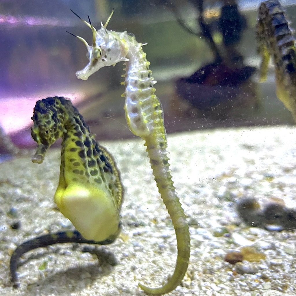 ポットベリーシーホース(04)