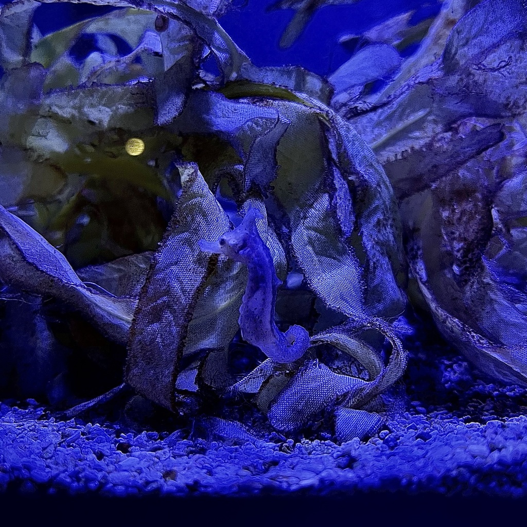 ヒメタツ(02)
