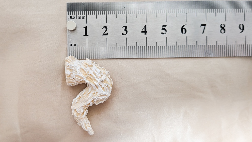 初出し価格▼ドール用ツノパーツ【使い魔Aタイプ】