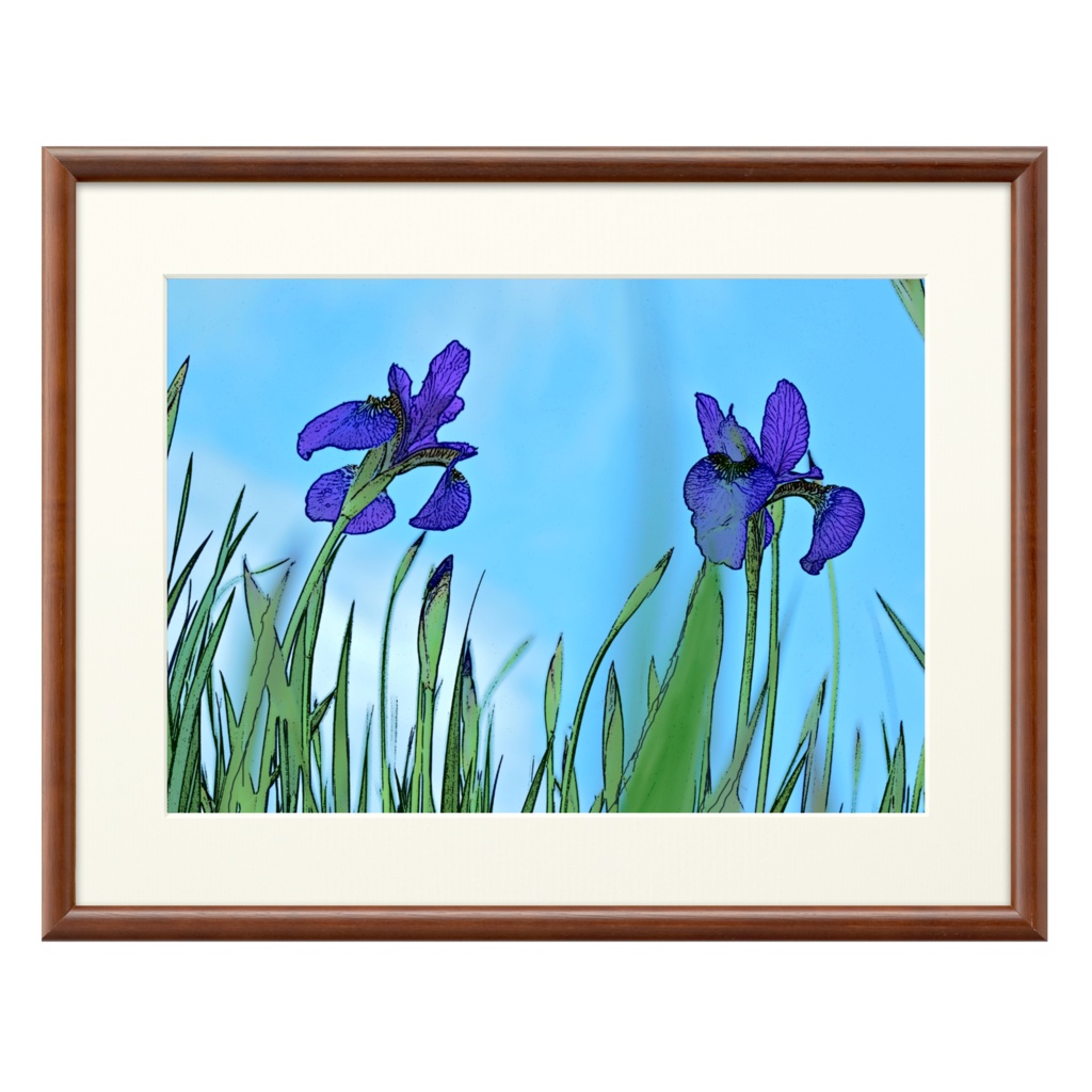 花菖蒲 複製画