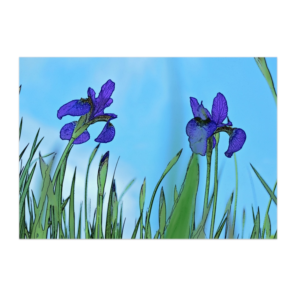 花菖蒲