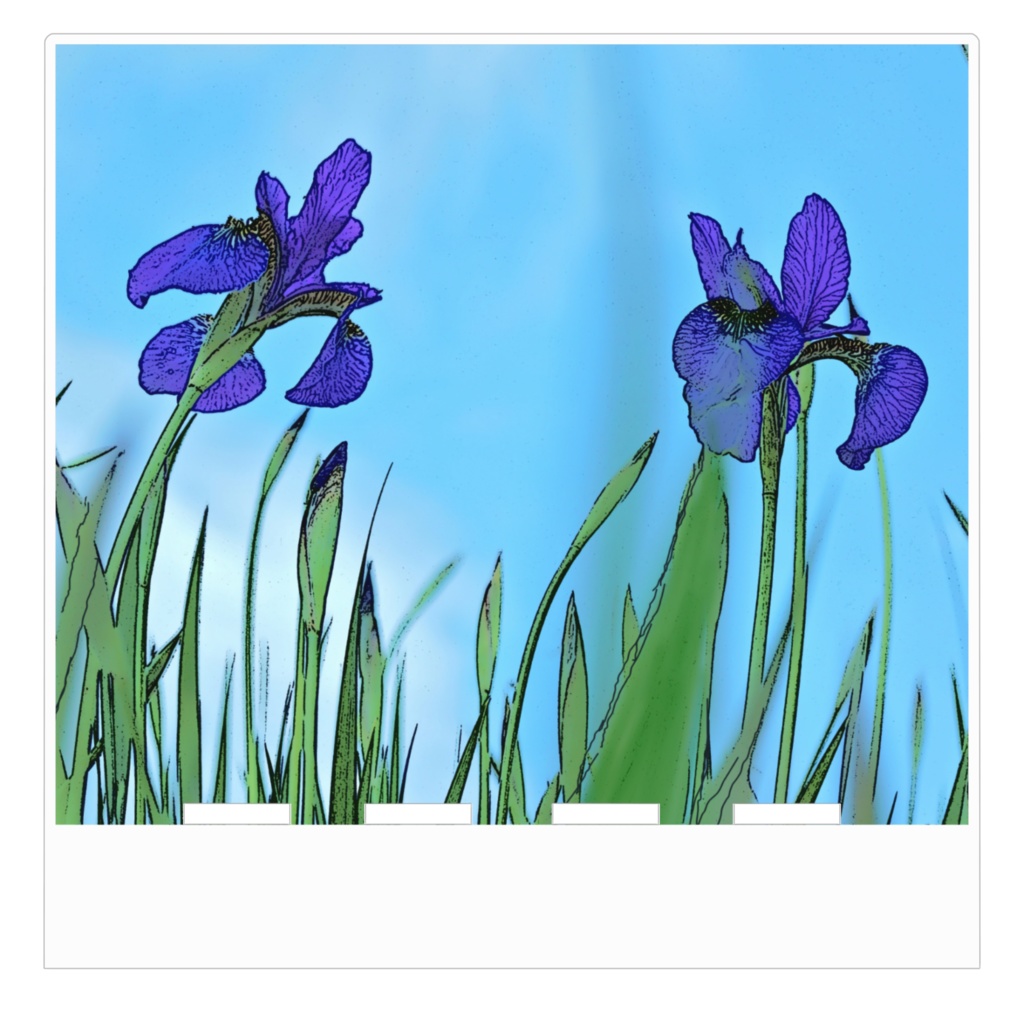 花菖蒲 アクリルスマホスタンド