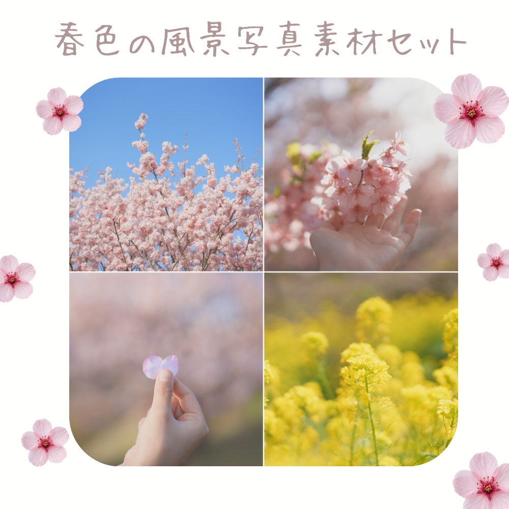 春色の風景｜菜の花と桜の写真素材 20枚