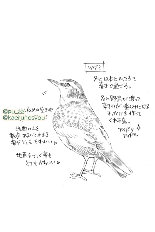 【終了】とりさんぽ・2022-2 アオジ【期間限定】